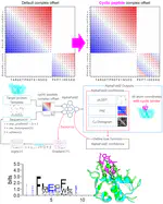 Design of Cyclic Peptides Targeting Protein-Protein Interactions using AlphaFold
